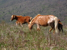 Highland Ponies by Ramble~On in Views in Virginia & West Virginia