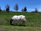 Highland Ponies by Ramble~On in Views in Virginia & West Virginia
