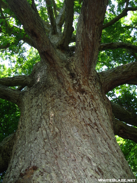 Keefer Oak