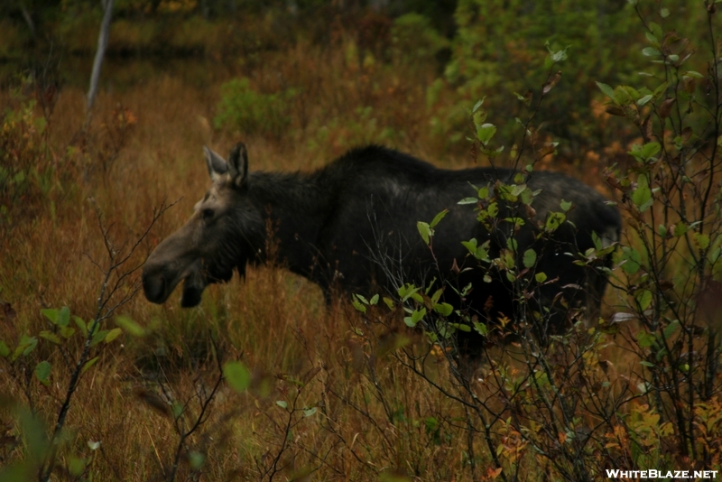 Puking Moose ?