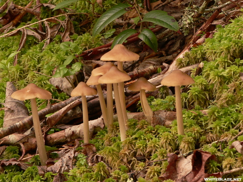 Fungus Amongus