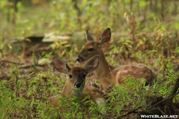 Twin Deer Fawns