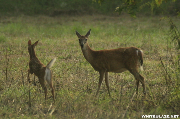 Doe and a fawn