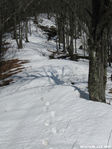 Snow Drifts In The Smokies