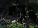 Shenandoah Bear by Ramble~On in Bears