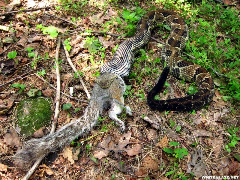 Rattlesnake eats squirrel
