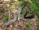 Rattlesnake eats squirrel by Ramble~On in Snakes