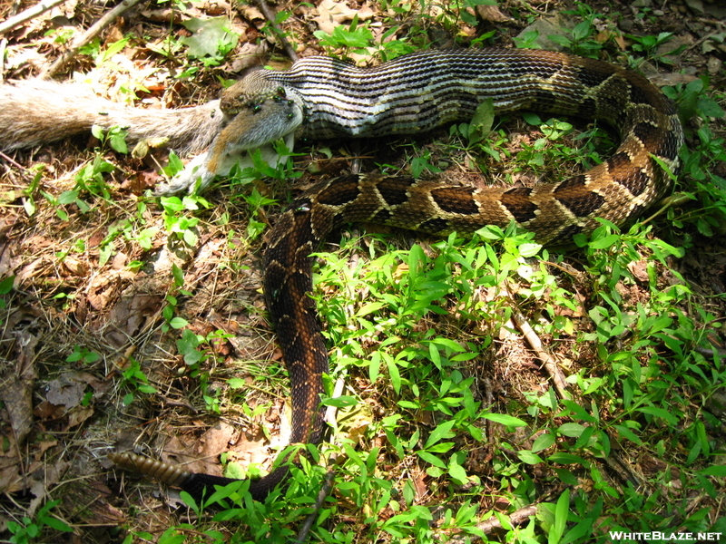 Rattlesnake eats squirrel