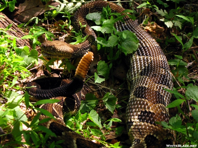 Timber Rattlesnake