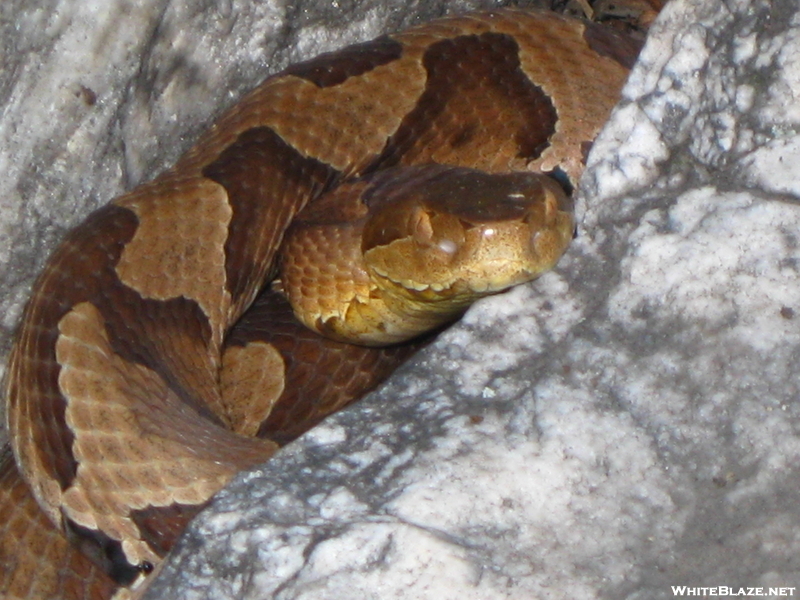 Copperhead At Pulpit Rock