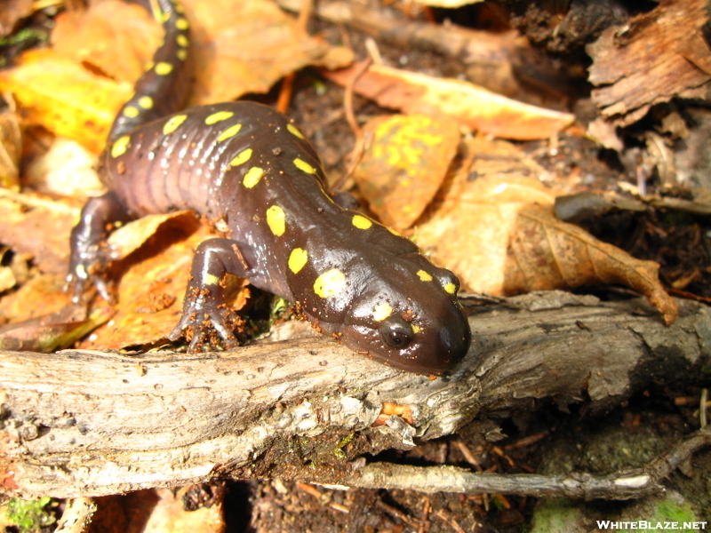 Spotted Salamander