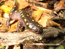Spotted Salamander by Ramble~On in Other