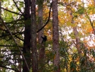 hangin' out bear cub