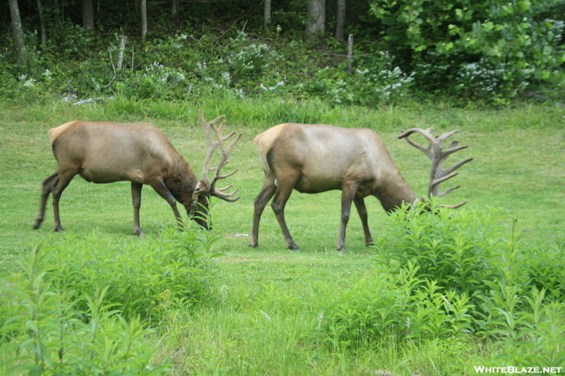 "Green" Lawn mowers