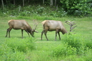 "Green" Lawn mowers