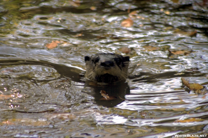 Otter in GSMNP