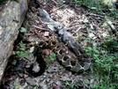 Bad Day In Squirrelville by Ramble~On in Snakes