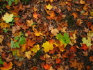 Fall Color In Maine