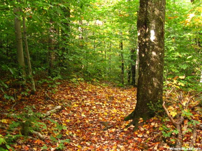 Fall Color In Maine