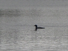 Loon