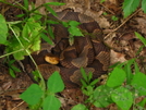 Copperhead by Ramble~On in Snakes