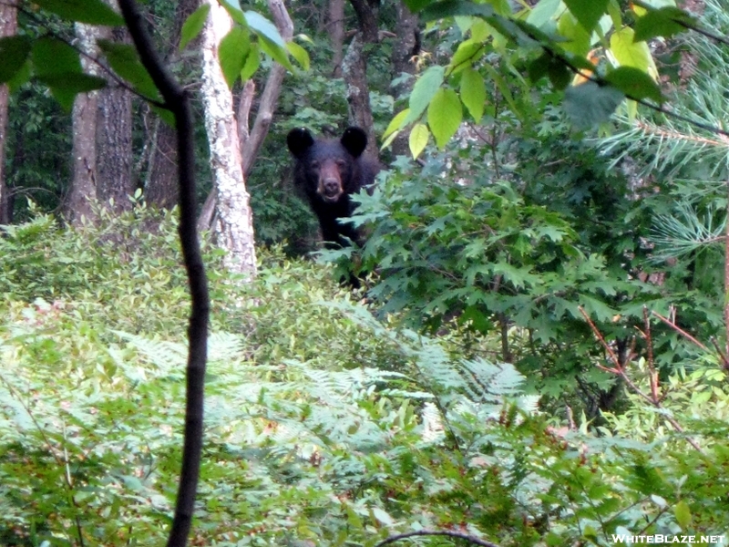 New Jersey Black Bear