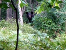 New Jersey Black Bear