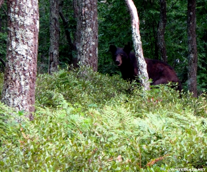 New Jersey Black Bear