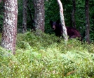New Jersey Black Bear by Ramble~On in Bears