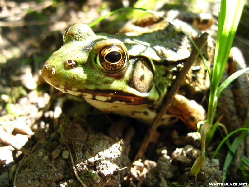 Sage's Ravine Frog