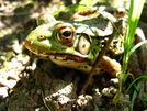 Sage's Ravine Frog by Ramble~On in Other