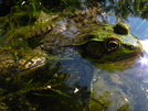 Sage's Ravine Frog