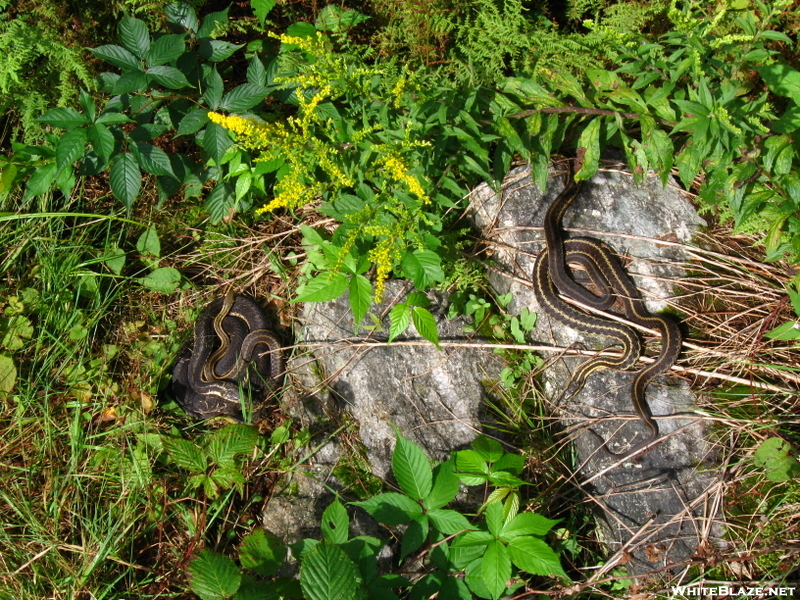 Snake Gathering