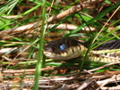 Blue Eyed Snake