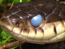 Blue Eyed Beauty by Ramble~On in Snakes