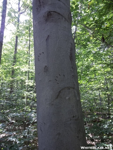 Bear Claw Marks