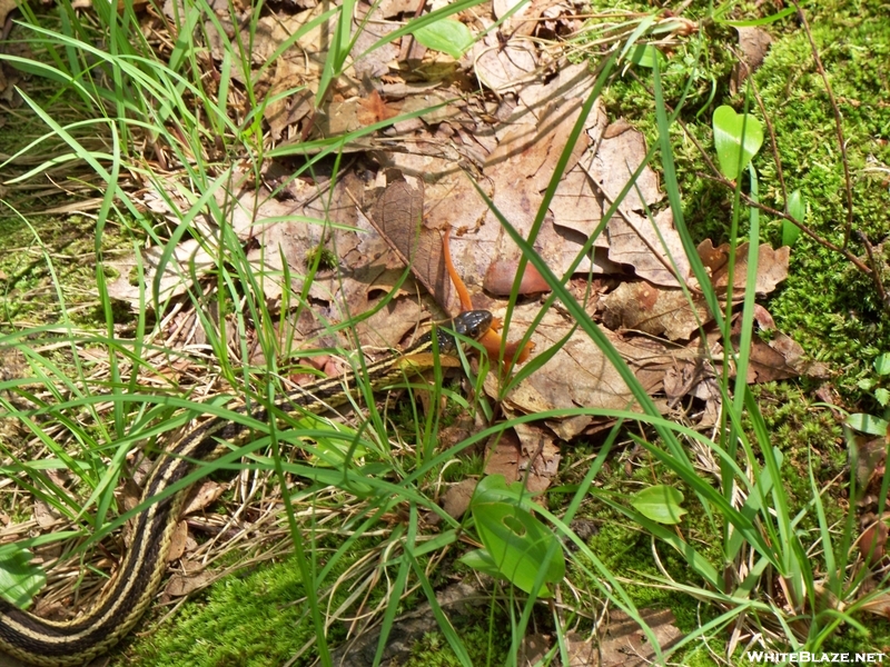 Snake With A Newt