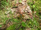 Snake With A Newt by Ontiora in Snakes