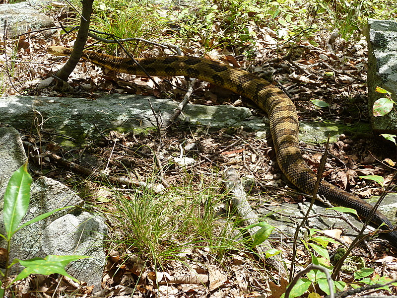 Timber Rattlesnake