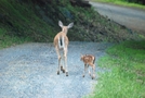 Bruce Moose Wildlife Photos