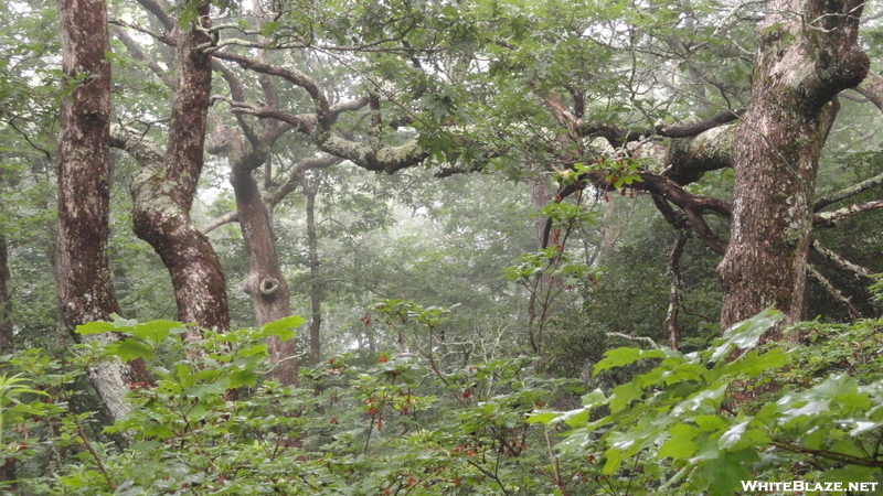 Enchanted Forest, Blood Mountain