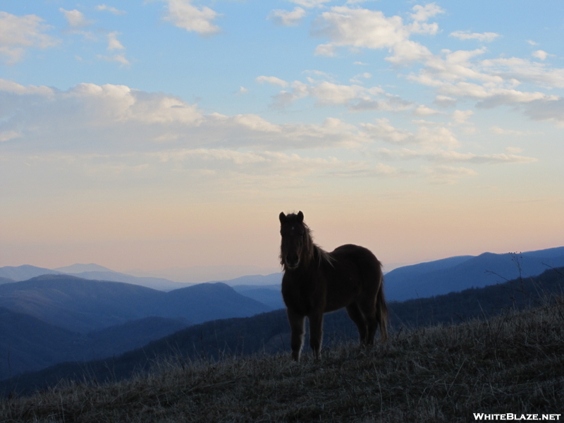 Hump Mtn. Wild Horse