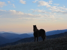 Hump Mtn. Wild Horse by Mountain_Orange in Views in North Carolina & Tennessee