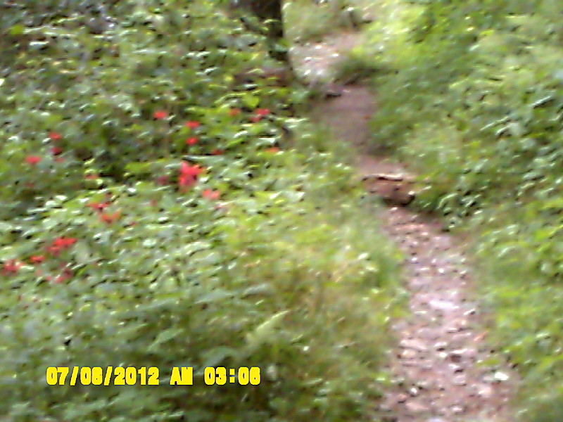 Clingman's Dome to Roan Mt., TN