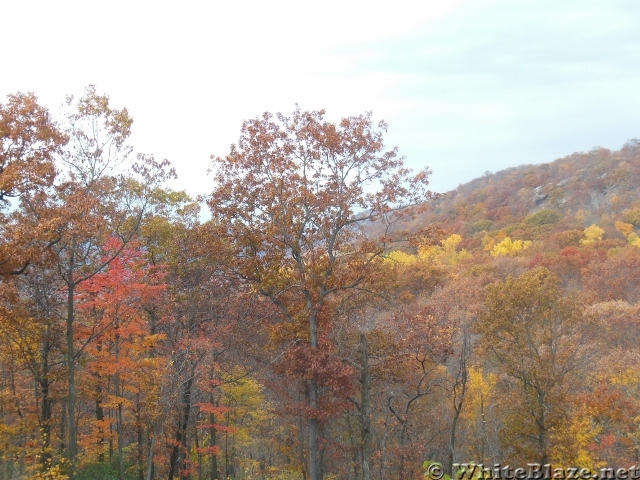 foliage in harriman