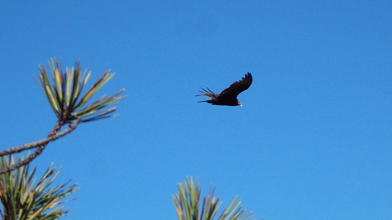 turkey vulture