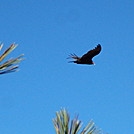 turkey vulture by hikerboy57 in Birds