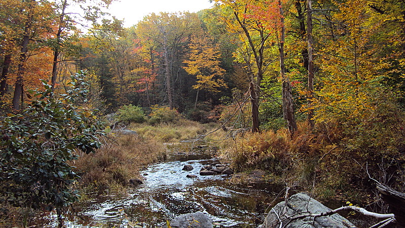 Harriman foliage