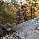 Harriman foliage