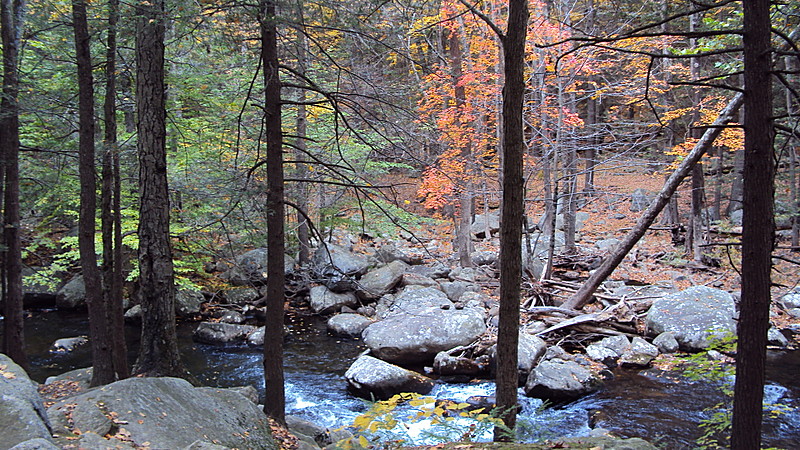 Harriman foliage